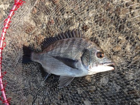南港でエビ撒き! サイズが...